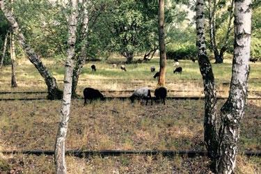 Bevaring og udvikling af unik natur